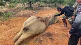 Baby elephant steals food from farm and plays with officer