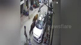 A stray bull roaming in Bijnor city picked up a young man and threw him down in Northern India
