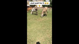 A little gopher running up to 2 horses grazing out in a pasture and scaring them