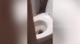 Family horrified to find wild monitor lizard in their toilet