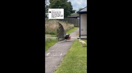 Peacock chase don’t run from the lord meme