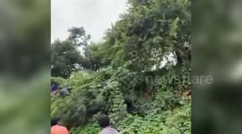 India: Bear causes panic in village, successfully rescued by forest officers