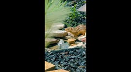 DIY waterhole brings wildlife to TikToker's yard, captivates viewers