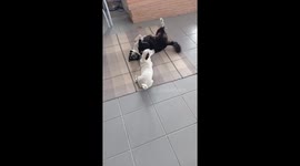 Puppy Copies Older Brother