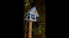 Brushtail Possum Struggles To Squeeze Into House