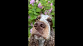 Tiny frog perches on friendly dog's nose in heartwarming scene