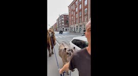 Camel and Donkey Go For a Walk in Copenhagen