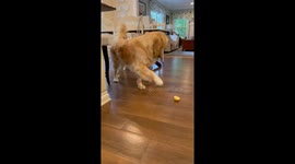 Dramatic Golden Retriever Encounters a Lemon