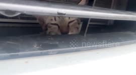 Kitten found stuck in car engine that broke down on motorway