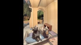 Three stray kittens use doorbell to announce their arrival.