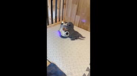 Kitten rides on electric toy scooter