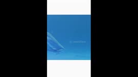 Bottlenose dolphin from Europe gives birth to first calf in China's Hainan