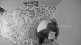 Second giant panda cub born at Dutch Ouwehands Zoo