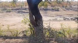 Buffalo herd charge head first at 11 lions to rescue stranded calf