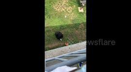 Intelligent chimpanzee retrieves visitor's dropped phone in Chinese wildlife park