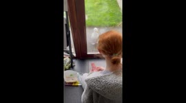 Seagull visits Balbriggan doorstep for food