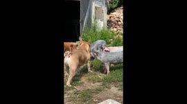 Dog Bucks plays with pigs for the first time in Horodok, Lviv