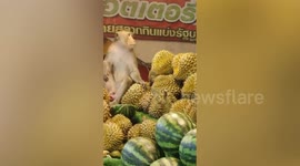 Monkey wanders around market to steal fruit everyday in Thailand