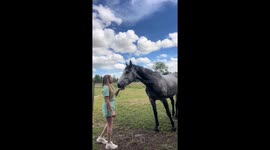 Teaching horse to give kisses: Frank's new trick in Thetford, UK