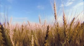 China's Xinjiang sets new record on wheat yields