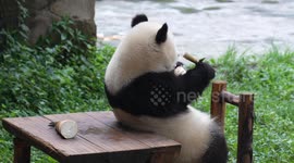 China: A Giant Panda Eats Bamboo Shoot at Chongqing Zoo