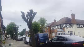 Fury as council officials 'butcher' more than 20 historic lime trees