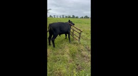 Cow's big escape plan goes awry at the gate