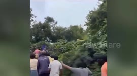 Bear causes panic in village of southern India, successfully rescued by forest officers