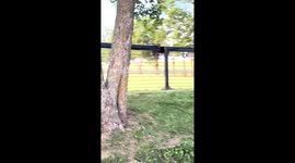 Baby Raccoons Sitting on Fence