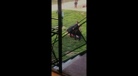 Neighbor Waving Gun Gets Tased By Police