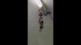 Dozens of bees form chain hanging from light