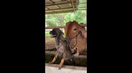Helpful cow scratches pet dog's back
