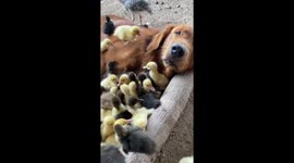 Dozens of ducklings climb over Golden Retriever