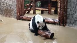 Adorable panda cub annoys her mum to play with her not with a log