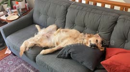 Golden Retriever Cools Off in Front of Fan