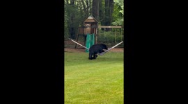 Bearly Hanging On: A Hammock Adventure