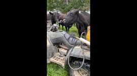Cow Finds a Way to Scratch Itchy Nose