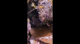 Underwater Creature Peers Up From Seabed