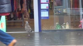 Young seagull goes shopping in Ipswich town centre