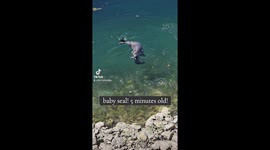 Onlookers stunned as they witnessed newborn seal's first moments in Seattle