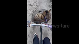 China: Adorable Tabby Cat Enjoys a Bicycle Ride
