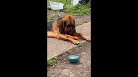 This Dog Loves Her Carrots