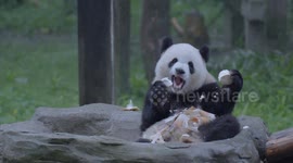 China: A Giant Panda Eats at Chongqing Zoo in southwest China's Chongqing