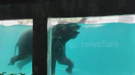 Elephants swim underwater at controversial zoo in Malaysia