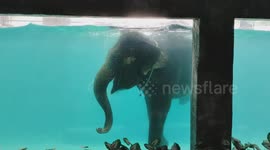 Elephants showcase their aquatic skills in Aquarium