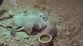 Playful Meerkats