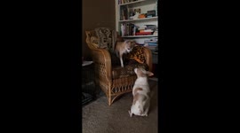 Jack wants the chair Jasper is in. Does he get it?  Look and see.