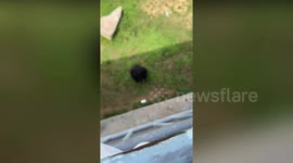 Chimp returns dropped phone to tourist using lowered basket