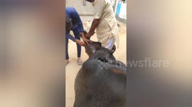 Social organisation treatment  a newborn calf was felt ill for heat temperature in Northern India