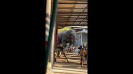 Hungry elephant raids noodle shop to eat tomatoes